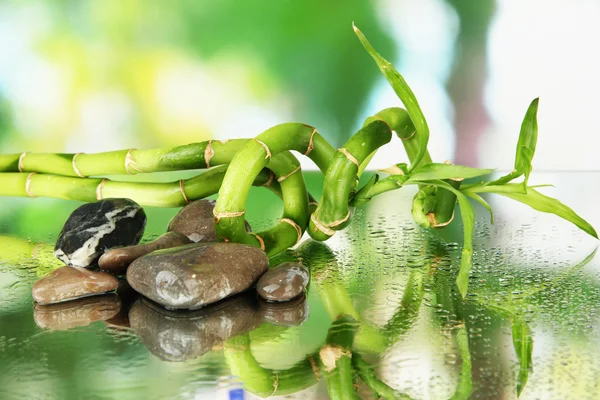 Натюрморт с зеленым бамбуковым растением и камнями, на ярком фоне — стоковое фото