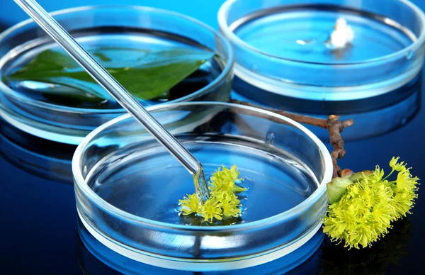 Kémiai kutatás-Petri-csészékben, sötét kék háttér — Stock Fotó