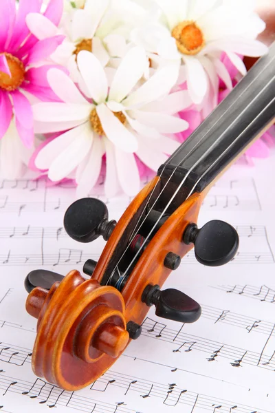 Classical violin with flowers on notes — Stock Photo, Image