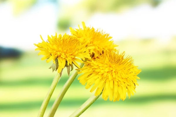 Dandelion flowers on bright background — Stock Photo, Image