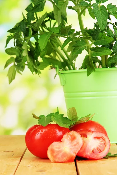 Tomates frescos e planta jovem em balde na mesa de madeira no fundo natural — Fotografia de Stock