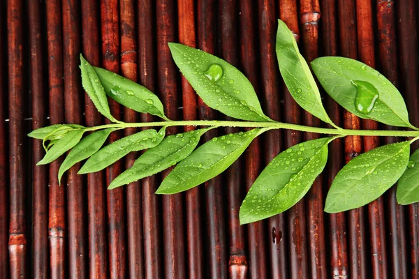 Green leaves on bamboo mat background — Stock Photo, Image