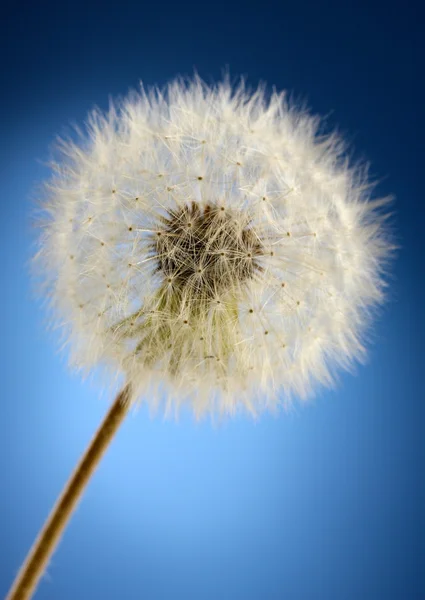 Hermoso diente de león con semillas sobre fondo azul — Foto de Stock