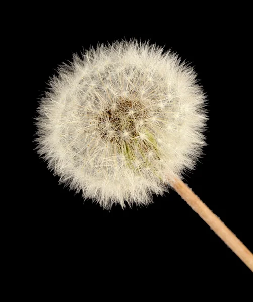 Mooie paardebloem met zaden op zwarte achtergrond — Stockfoto