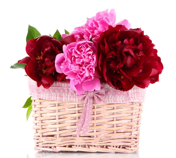 Beautiful peonies in wicker basket isolated on white — Stock Photo, Image