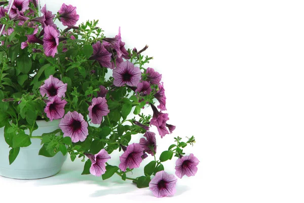 Purple petunia dalam pot bunga pada latar belakang putih — Stok Foto