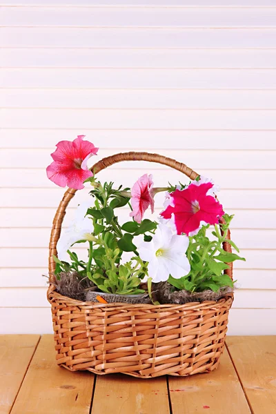 Petúnie v květináčích v koši na dřevěné pozadí — Stock fotografie