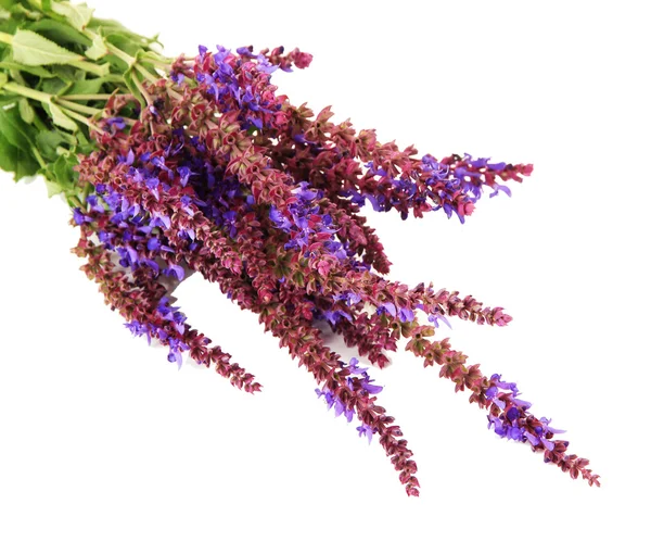 Salvia-Blüten, isoliert auf weiß — Stockfoto