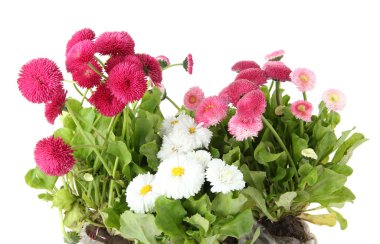 papatya çiçekleri beyaz izole