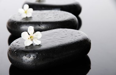 Spa taşlar ve koyu arka plan üzerinde beyaz çiçekler