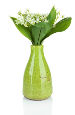 renk aranjman beyaz izole güzel dağ nergis