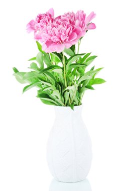 güzel peonies üzerinde beyaz izole