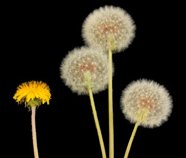 Dandelions siyah arka plan üzerine