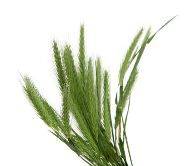 birçok spikelets üzerinde beyaz izole