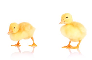 beyaz izole sevimli ördek yavrusu