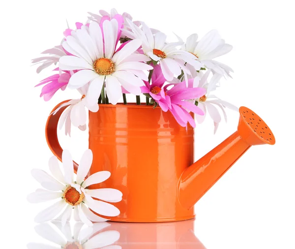 Beautiful daisies in colorful watering can isolated on white — Stock Photo, Image