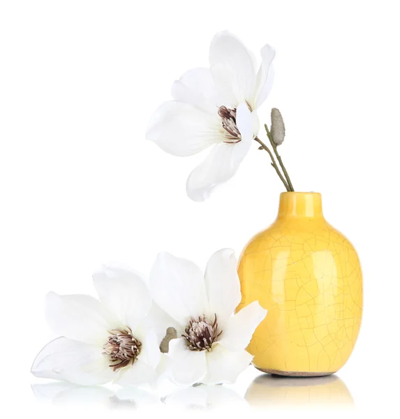 Beautiful magnolia in vase isolated on white — Stock Photo, Image