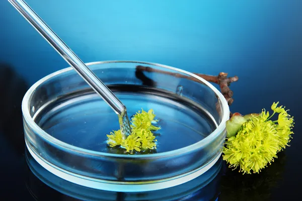 Investigación química en placa Petri sobre fondo azul oscuro — Foto de Stock