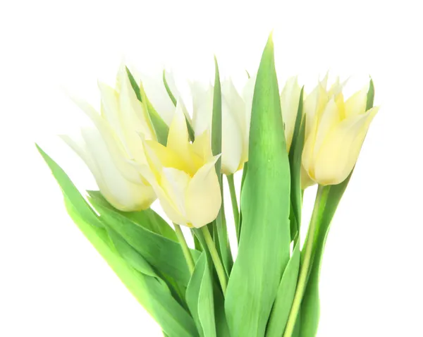 Belles tulipes blanches isolées sur blanc — Photo