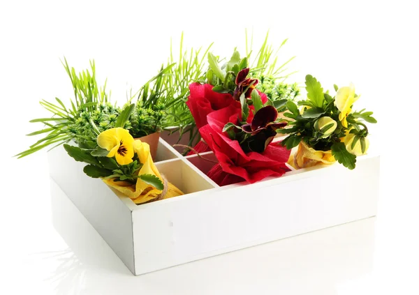 Hermosas flores de primavera y hierba en caja de madera aislada en blanco —  Fotos de Stock