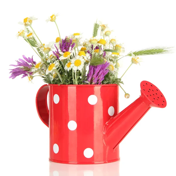 Beautiful wild flowers in watering can, isolated on white — Stock Photo, Image