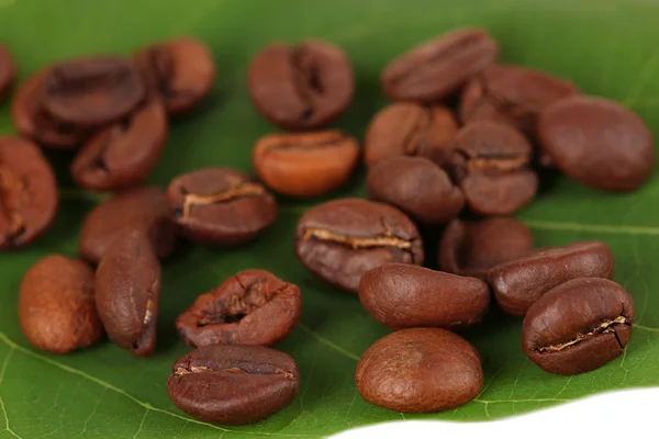 Grains de café sur feuille verte close-up — Photo