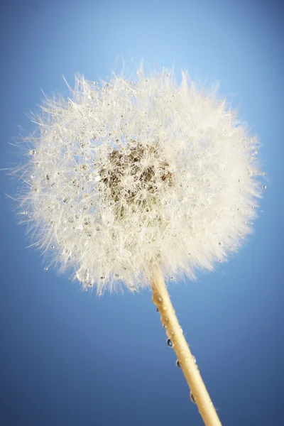 青い背景に種子を持つ美しいタンポポ — ストック写真