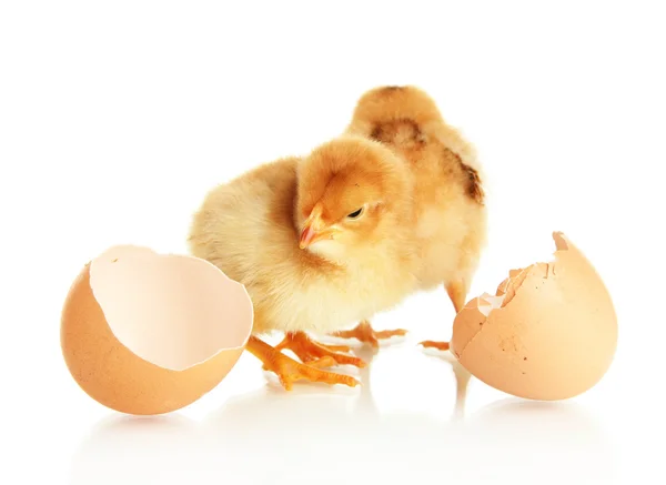 Little chickens with eggshell isolated on white — Stock Photo, Image