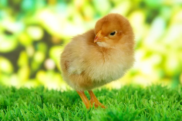 Petit poulet sur herbe sur fond lumineux — Photo