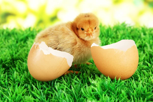 Pollito con cáscara de huevo sobre hierba sobre fondo brillante —  Fotos de Stock