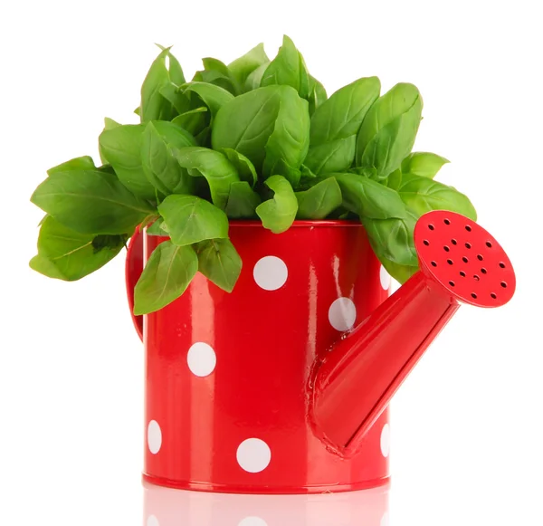 Fresh herb in colorful watering can isolated on white — Stock Photo, Image