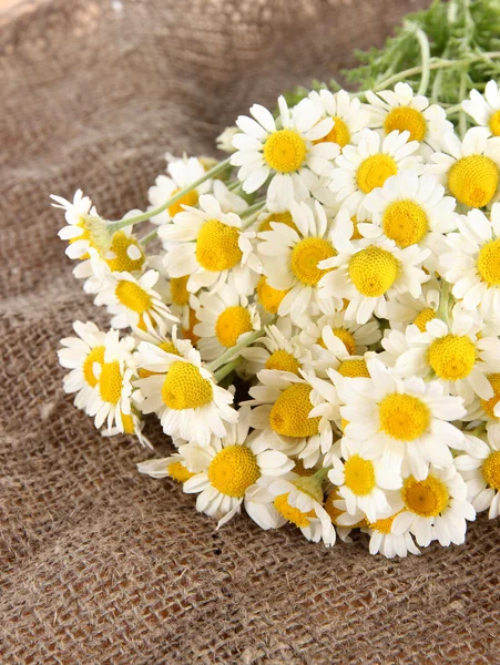 Many chamomile on sacking background — Stock Photo, Image