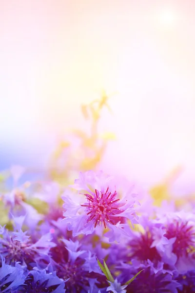 Schöner Strauß Kornblumen im Freien — Stockfoto