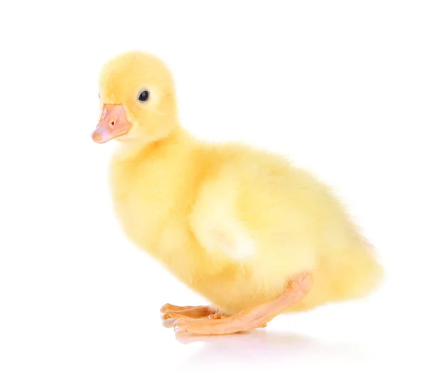 Kleine eendje geïsoleerd op wit — Stockfoto