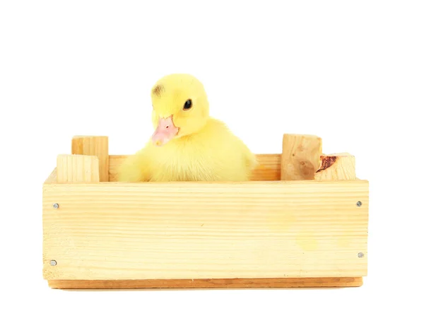 Lindo patito en caja de madera, aislado en blanco —  Fotos de Stock