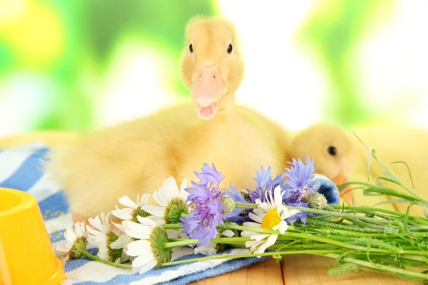 Cute ducklings on bright background — Stock Photo, Image