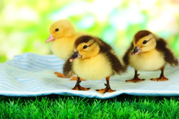 Cute ducklings on fabric, on green grass, on bright background — Stock Photo, Image