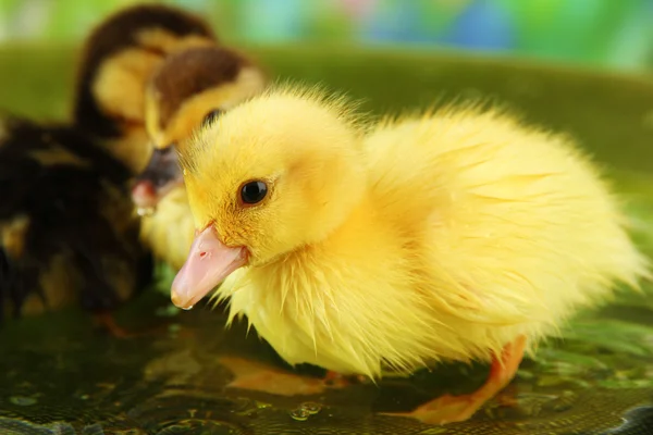 Cute kaczki pływanie, na jasnym tle — Zdjęcie stockowe