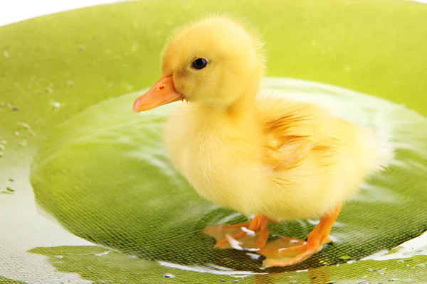 Floating cute duckling close up — Stock Photo, Image