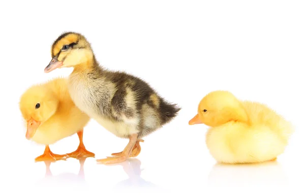 Schattige eendjes geïsoleerd op wit — Stockfoto