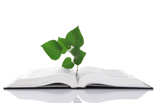 Книга с растением изолированы на белом — стоковое фото