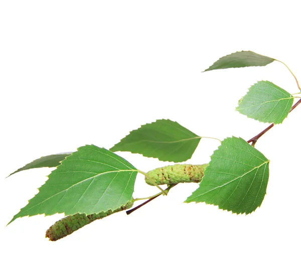 Green birch leaves isolated on white — Stock Photo, Image