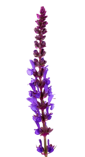Salvia flowers, isolated on white — Stock Photo, Image