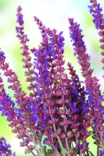 Flores de Salvia sobre fondo natural — Foto de Stock