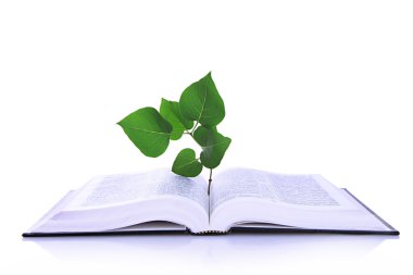 bitki üzerinde beyaz izole kitap