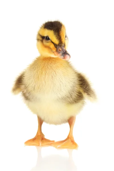 Pato bonito isolado em branco — Fotografia de Stock