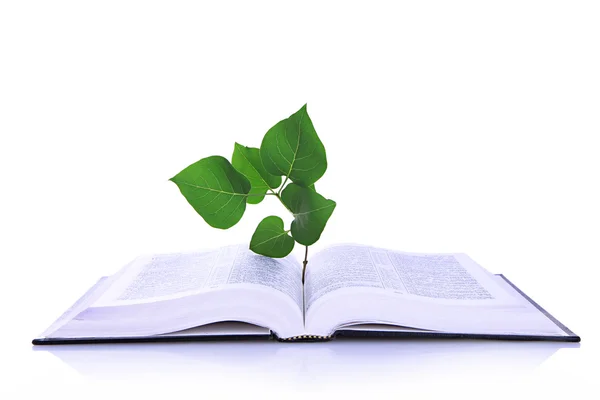 Livro com planta isolada em branco — Fotografia de Stock