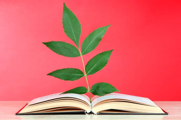 Buch mit Pflanze auf Tisch auf rotem Hintergrund — Stockfoto