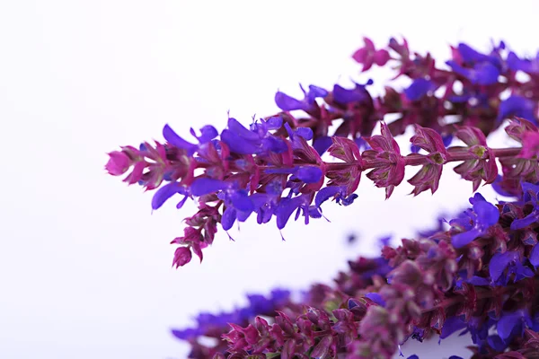 Salvia-Blüten, isoliert auf weiß — Stockfoto