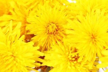 karahindiba çiçek yakın çekim